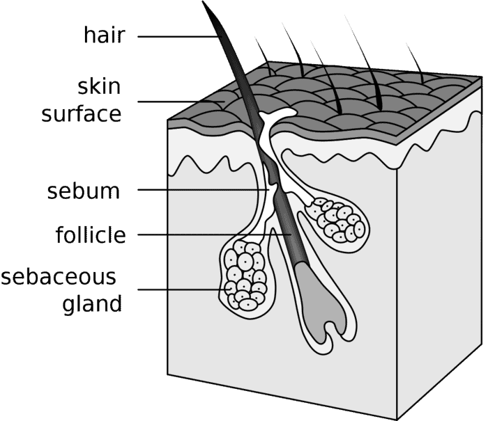 Tuyến bã nhờn - Sebaceous Glands - Gây Mụn
